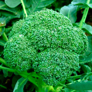 Brócoli Verde