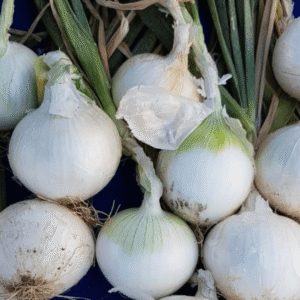 Cebolla Blanca