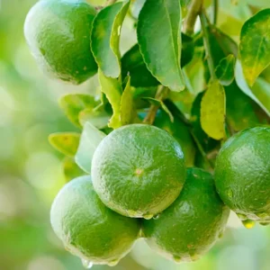 Limón Persa
