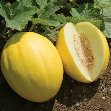 Melón Amarillo